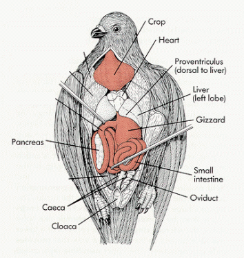 pigeonanatomy